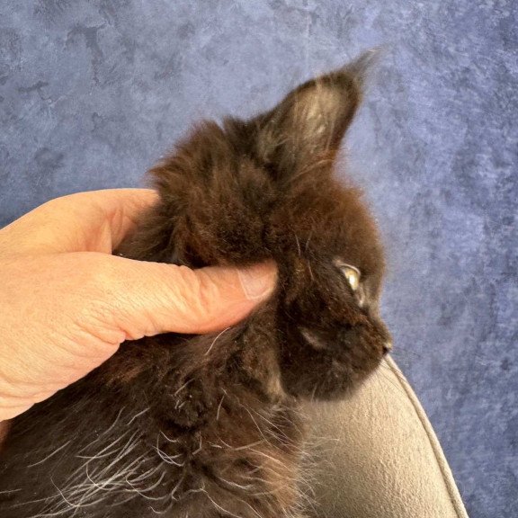 Maine Coon NOV Adis