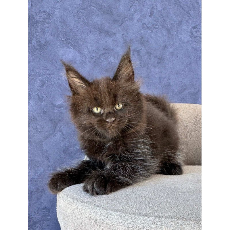 Maine Coon NOV Adis