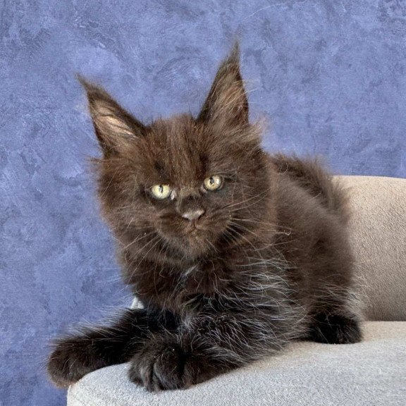 Maine Coon NOV Adis