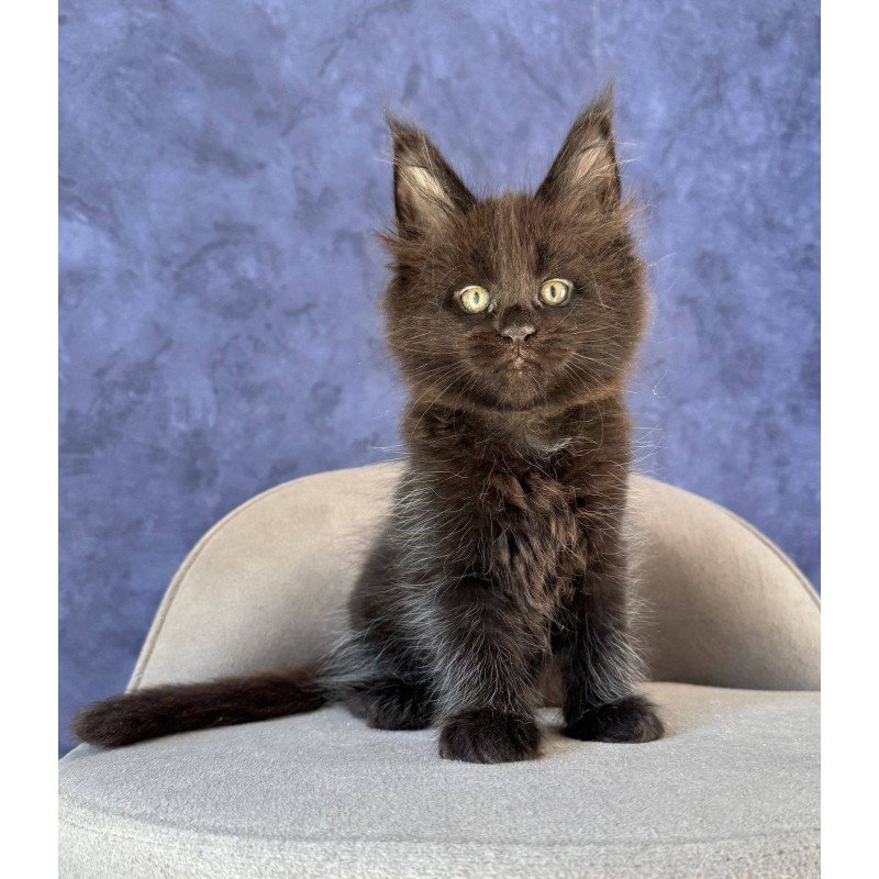 Maine Coon NOV Adis