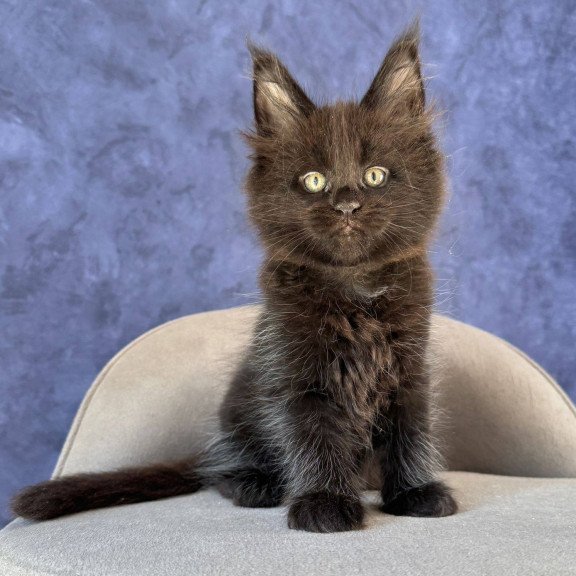Maine Coon NOV Adis