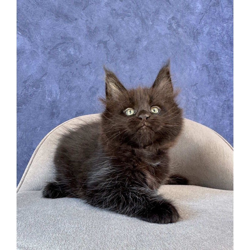 Maine Coon NOV Adis