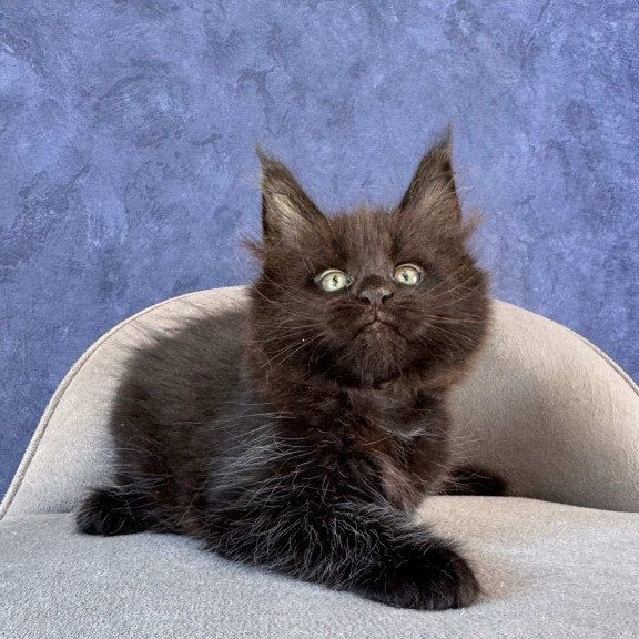 Maine Coon NOV Adis