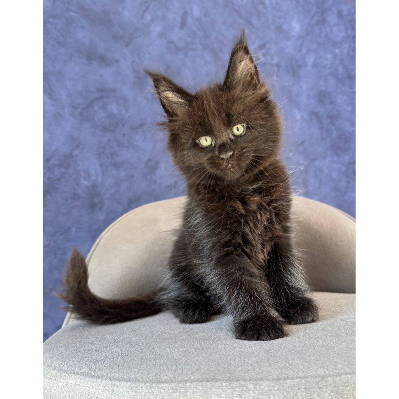 Maine Coon NOV Adis