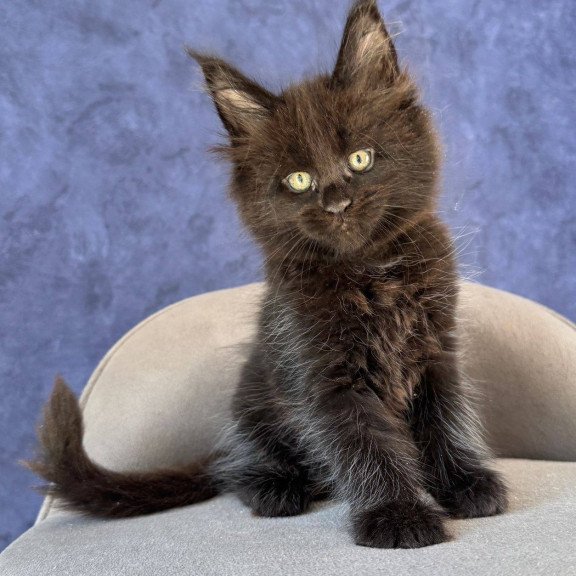 Maine Coon NOV Adis