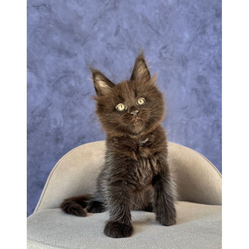Maine Coon NOV Adis