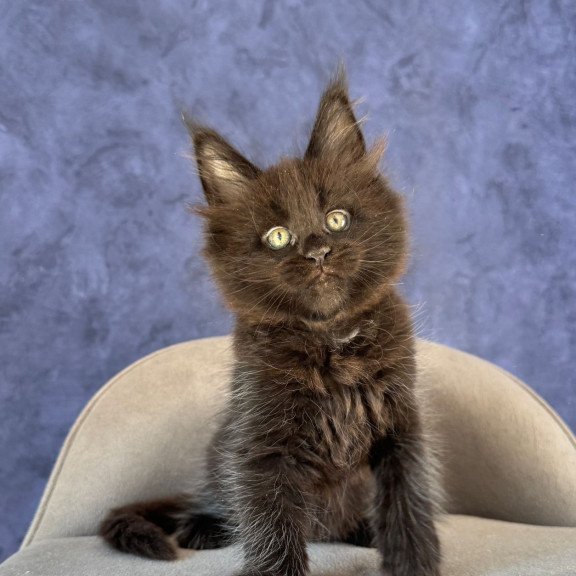 Maine Coon NOV Adis