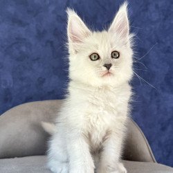 Maine Coon NOV Zabawa