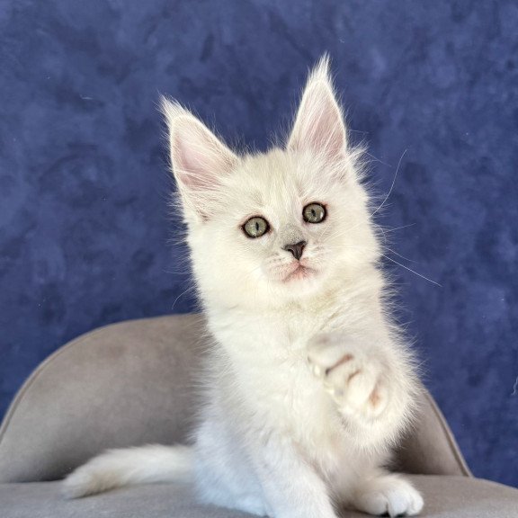 Maine Coon NOV Zabawa