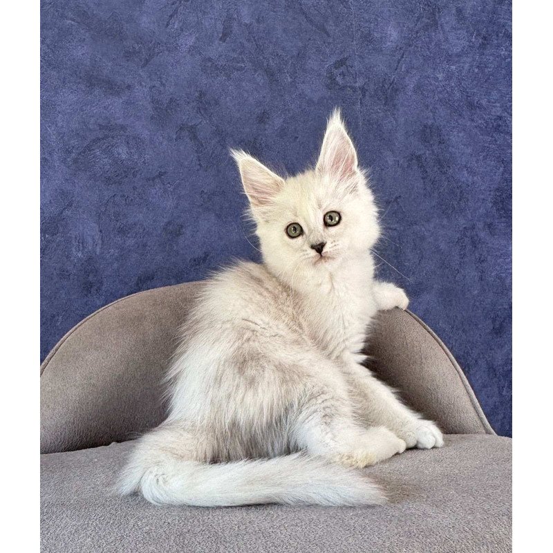 Maine Coon NOV Zabawa
