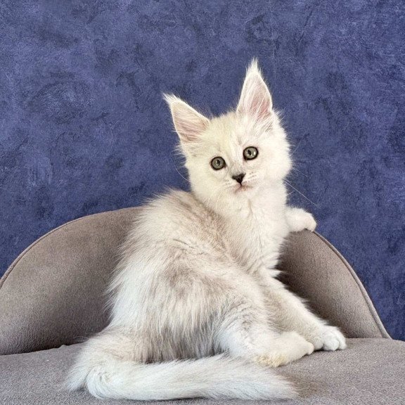 Maine Coon NOV Zabawa