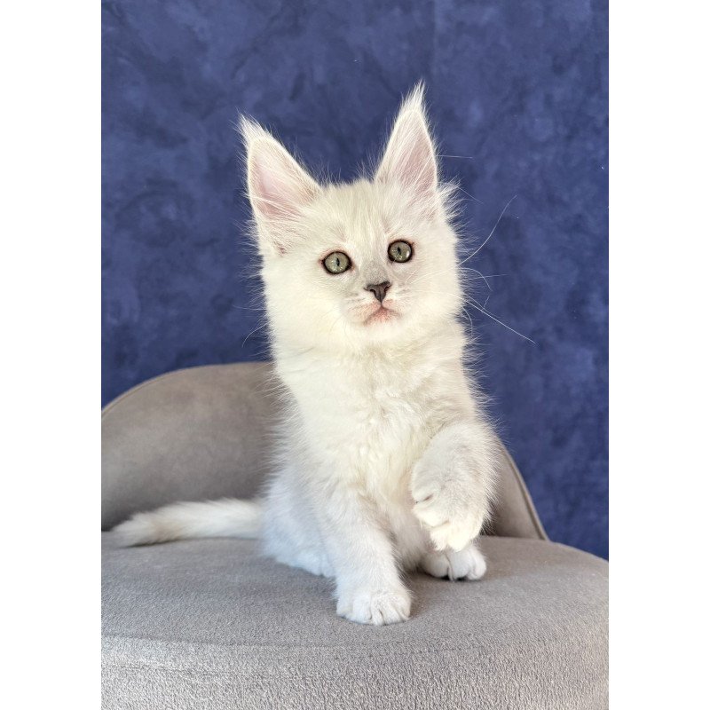 Maine Coon NOV Zabawa