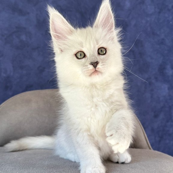 Maine Coon NOV Zabawa