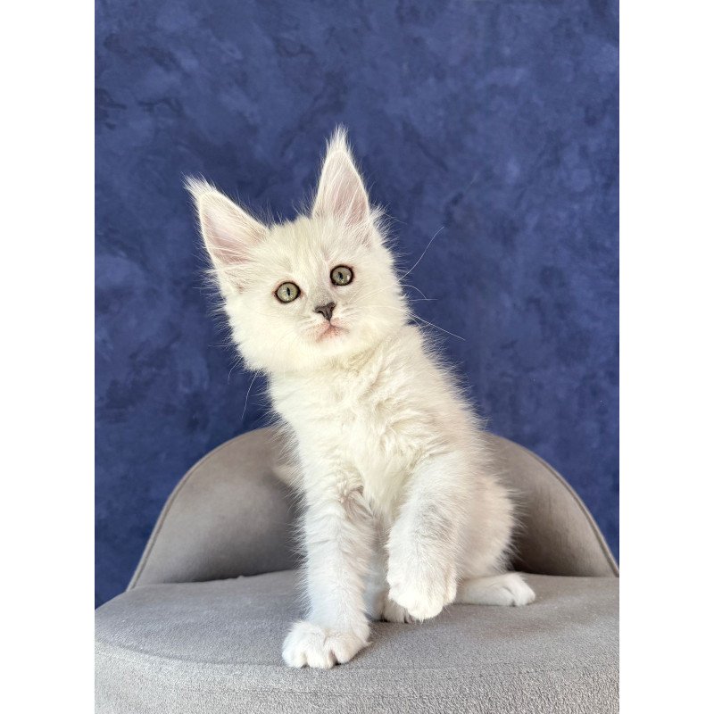 Maine Coon NOV Zabawa
