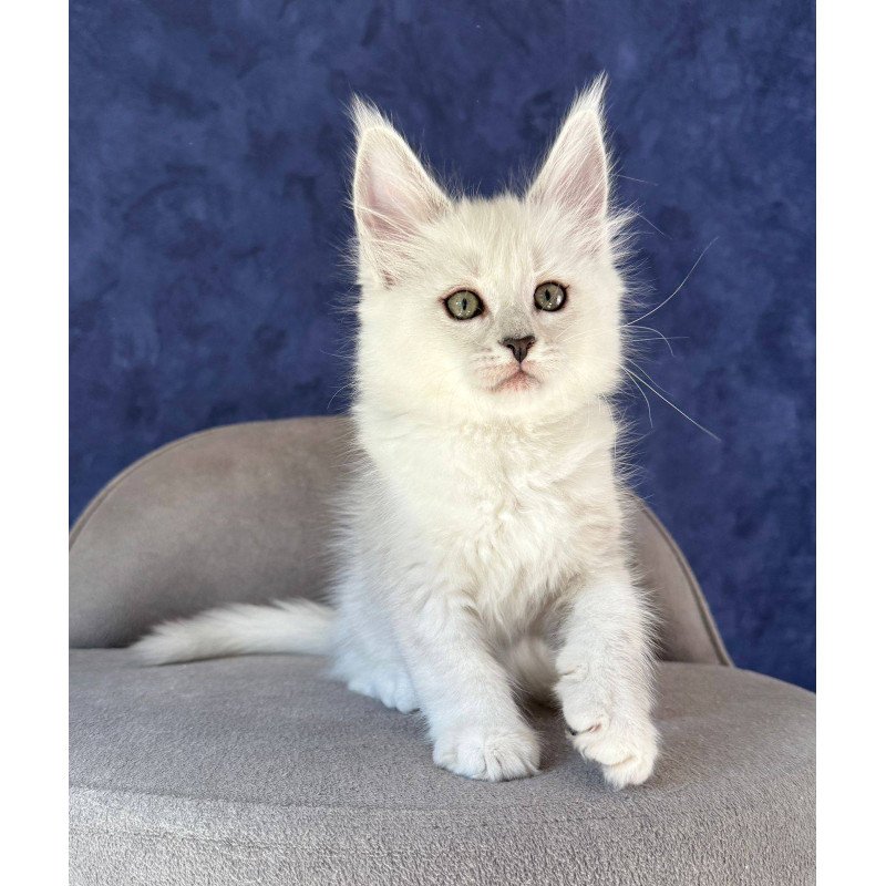 Maine Coon NOV Zabawa