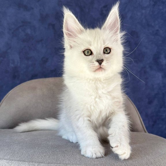 Maine Coon NOV Zabawa