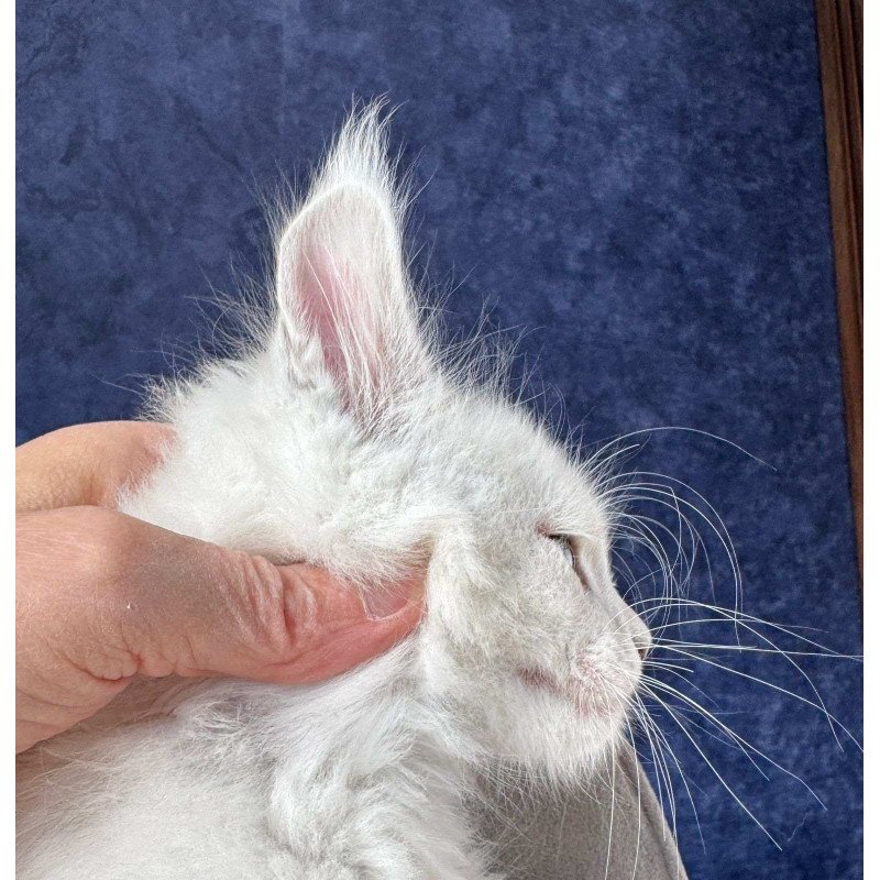 Maine Coon NOV Zephir