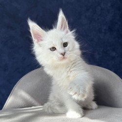 Maine Coon NOV Zephir