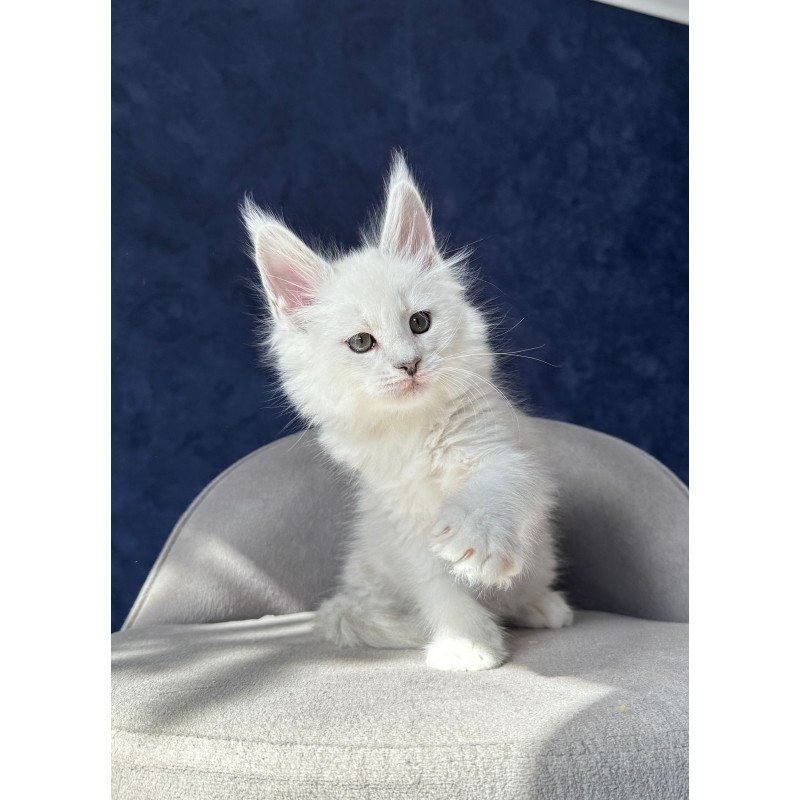 Maine Coon NOV Zephir