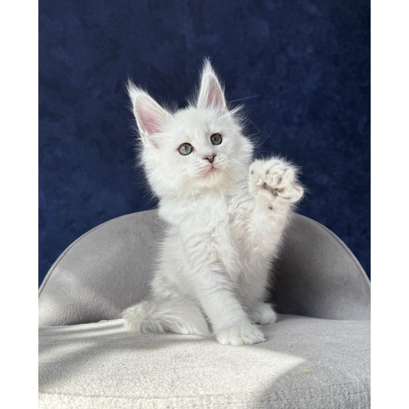 Maine Coon NOV Zephir