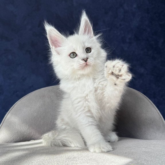 Maine Coon NOV Zephir