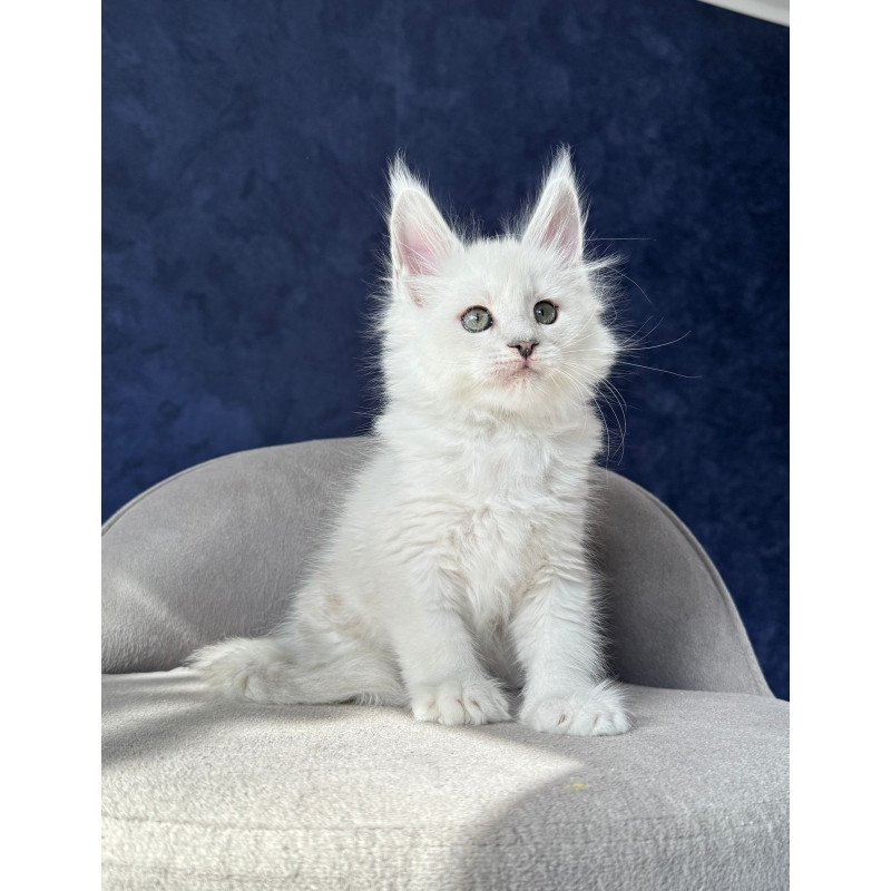 Maine Coon NOV Zephir