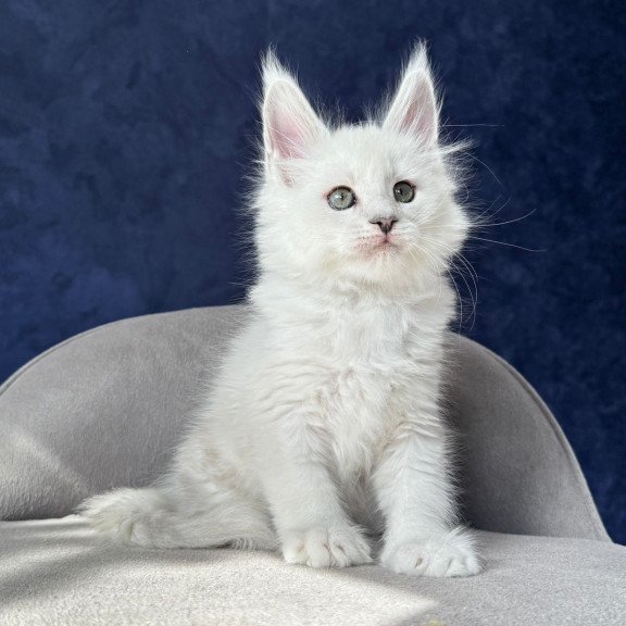 Maine Coon NOV Zephir