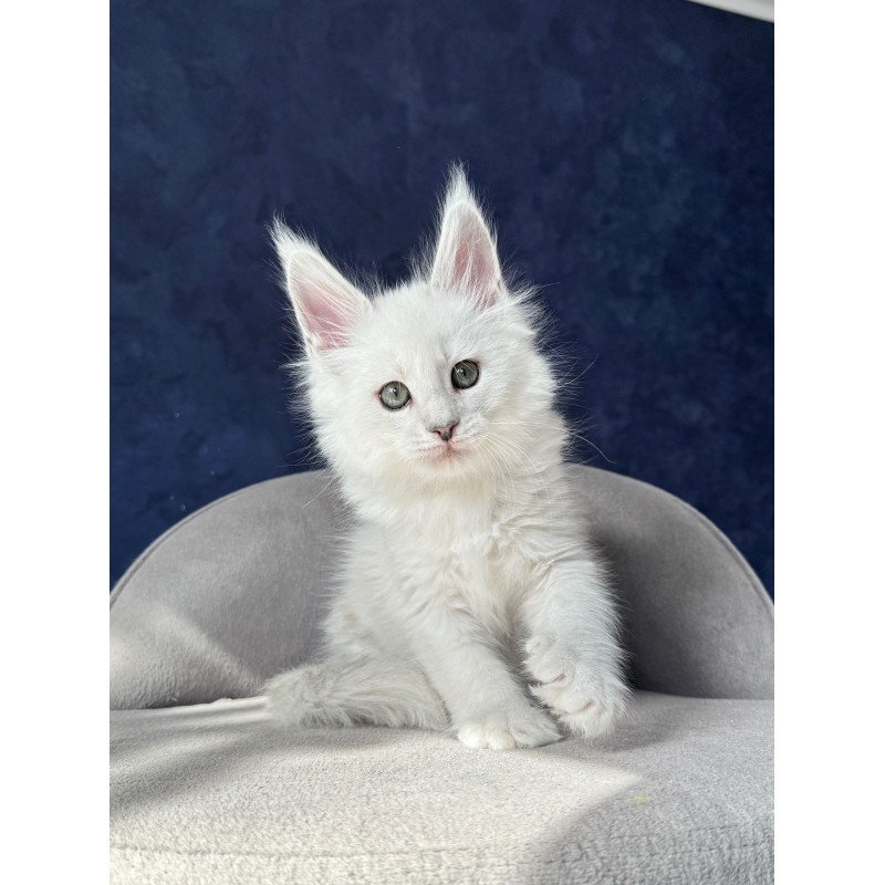 Maine Coon NOV Zephir