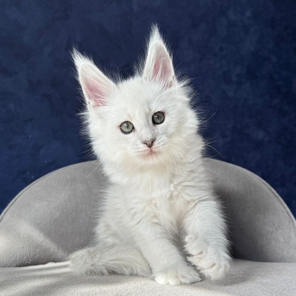 Maine Coon NOV Zephir