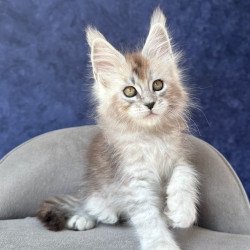 Maine Coon NOV Yacaranda