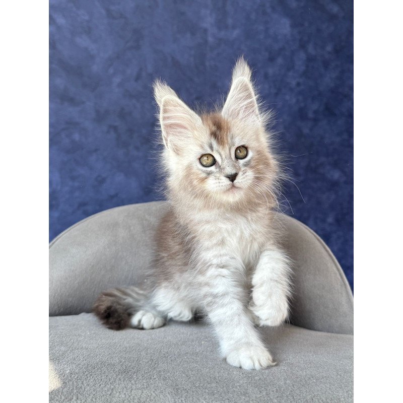Maine Coon NOV Yacaranda