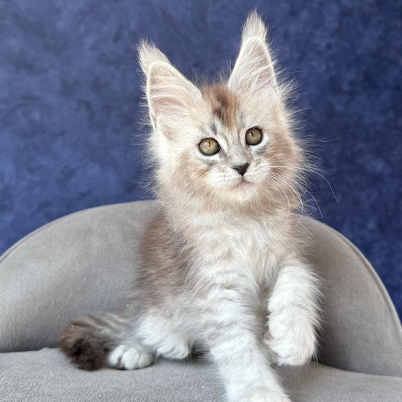 Maine Coon NOV Yacaranda