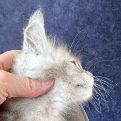 Maine Coon NOV Yacaranda