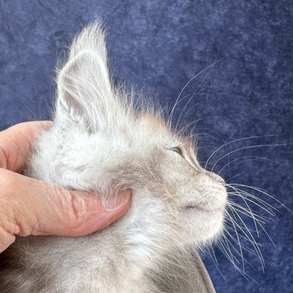 Maine Coon NOV Yacaranda