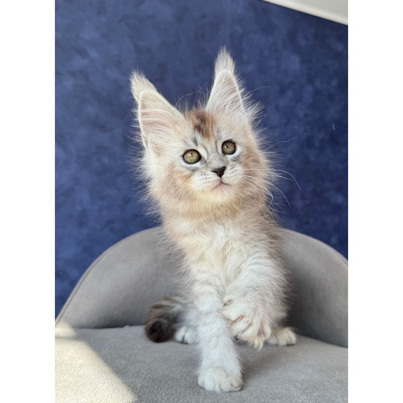 Maine Coon NOV Yacaranda