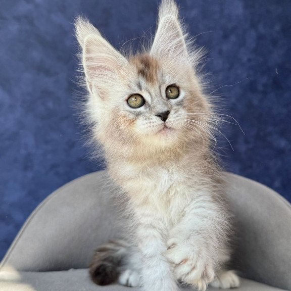 Maine Coon NOV Yacaranda