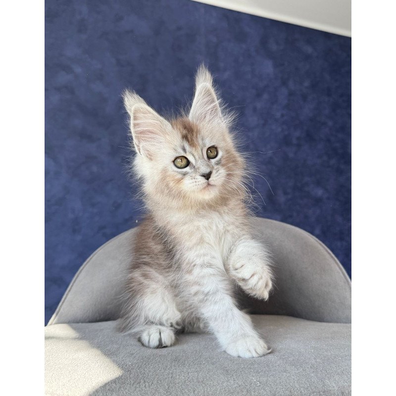 Maine Coon NOV Yacaranda
