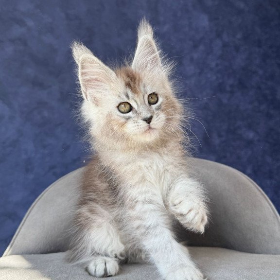Maine Coon NOV Yacaranda