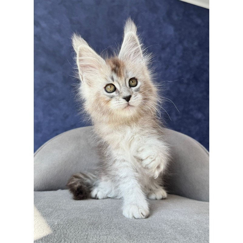 Maine Coon NOV Yacaranda