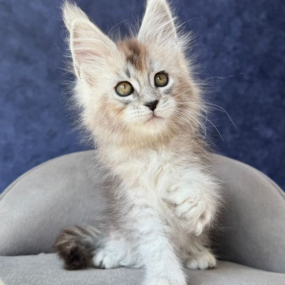 Maine Coon NOV Yacaranda