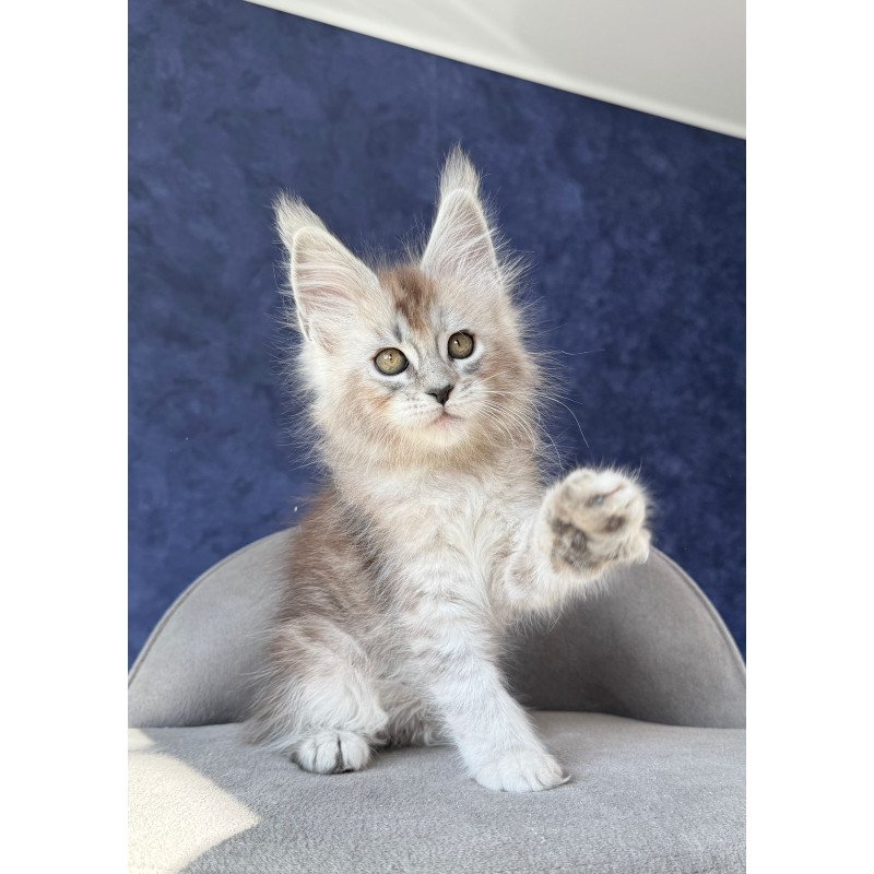 Maine Coon NOV Yacaranda