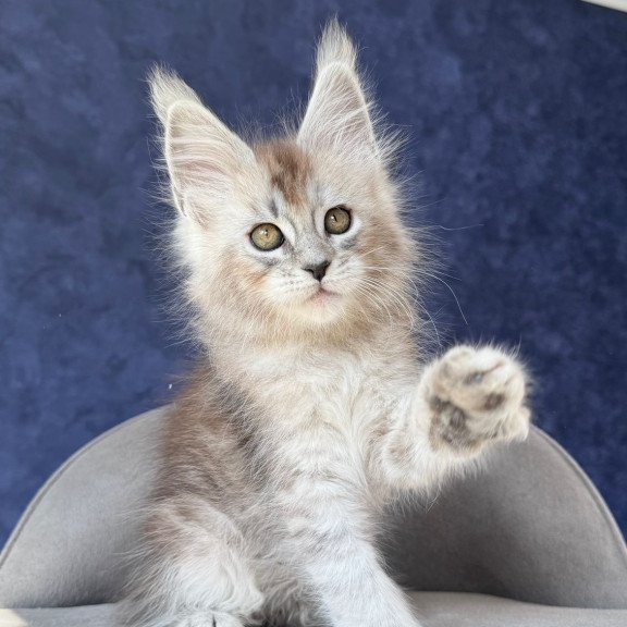 Maine Coon NOV Yacaranda