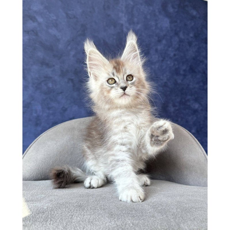 Maine Coon NOV Yacaranda