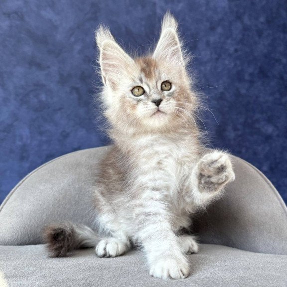 Maine Coon NOV Yacaranda