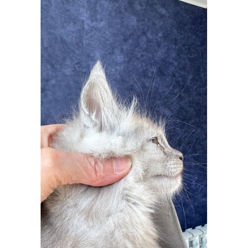 Maine Coon NOV Yum Yum