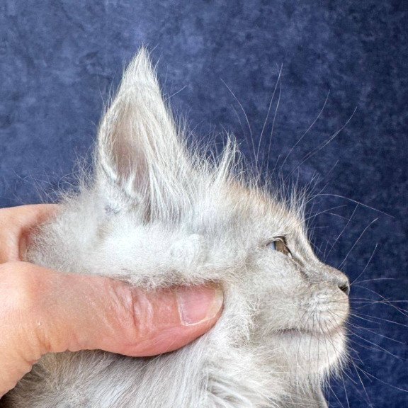 Maine Coon NOV Yum Yum