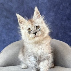 Maine Coon NOV Yum Yum