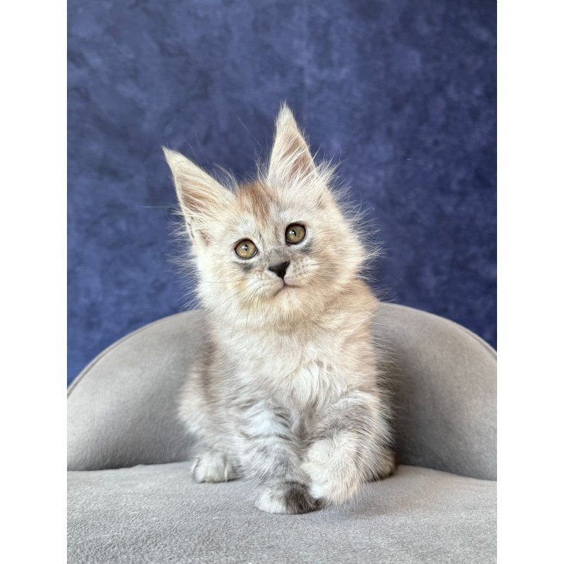 Maine Coon NOV Yum Yum