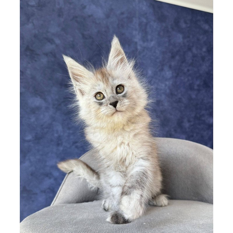 Maine Coon NOV Yum Yum
