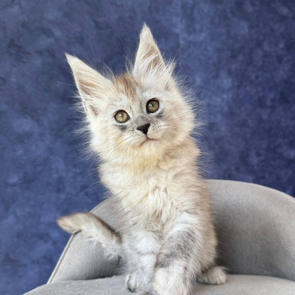 Maine Coon NOV Yum Yum